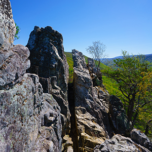 big rock with some trees